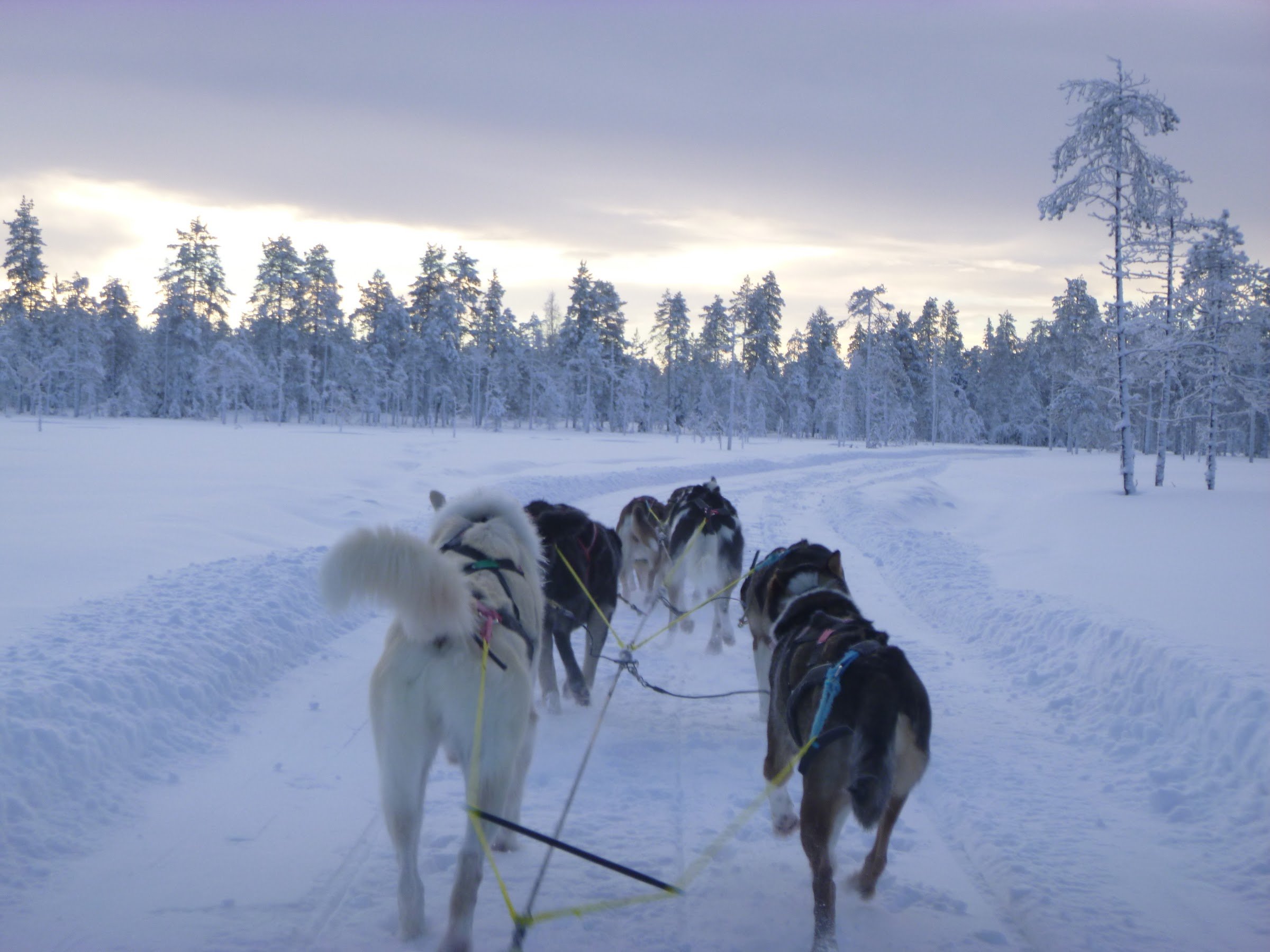 Yellow Snow Husky Tours